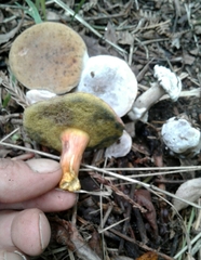 Xerocomellus ripariellus