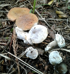 Xerocomellus ripariellus