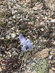 Gentianopsis barbellata