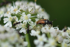 Pseudovadonia livida