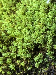 Encalypta streptocarpa