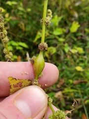 Neolasioptera boehmeriae