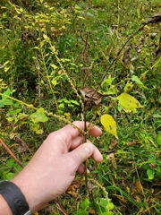 Neolasioptera boehmeriae