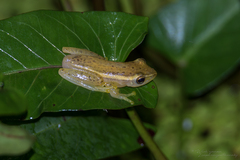 Rohanixalus vittatus