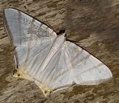 Phrygionis platinata