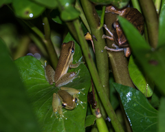 Rohanixalus vittatus