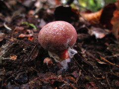Boletus loyita