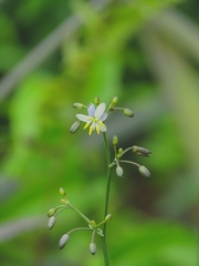 Dianella sandwicensis