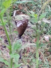 Euploea core