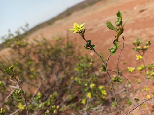 Image of Grewia vernicosa by no rights reserved