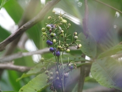 Dianella sandwicensis