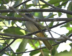 Saltator maximus