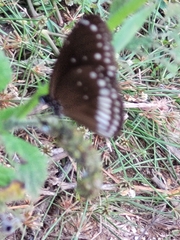 Euploea core