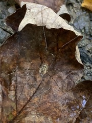 Amilenus aurantiacus