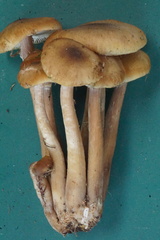Armillaria ostoyae