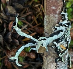 Hypogymnia occidentalis