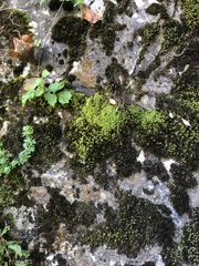 Encalypta streptocarpa