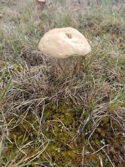 Leccinum holopus