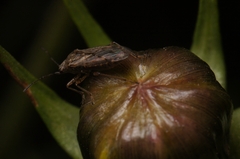 Nysius