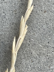 Thinopyrum obtusiflorum
