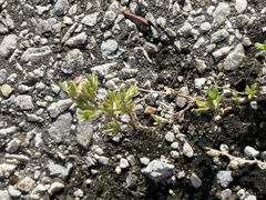 Calibrachoa parviflora