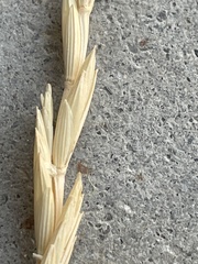 Thinopyrum obtusiflorum