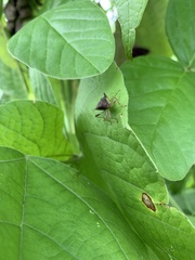 Anasa scorbutica