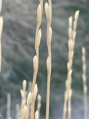 Thinopyrum obtusiflorum