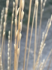Thinopyrum obtusiflorum