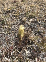 Castilleja occidentalis