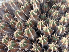 Euphorbia pulvinata