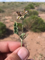 Acleisanthes chenopodioides