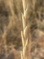 Thinopyrum obtusiflorum