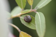 Hygromia cinctella