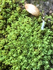 Encalypta streptocarpa