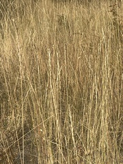 Thinopyrum obtusiflorum