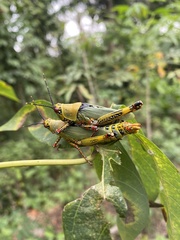 Zonocerus variegatus