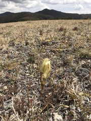 Castilleja occidentalis