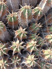 Euphorbia pulvinata