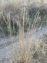 Thinopyrum obtusiflorum
