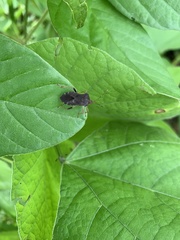 Anasa scorbutica