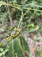 Zonocerus variegatus