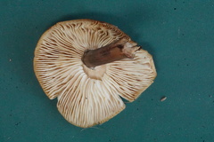 Armillaria ostoyae