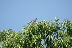 Saxicola stejnegeri