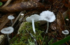 Marasmius calhouniae