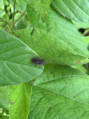 Anasa scorbutica
