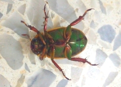 Pelidnota virescens