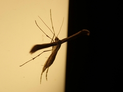 Stenoptilia