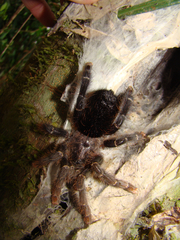 Avicularia