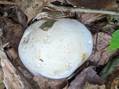 Leucopaxillus laterarius